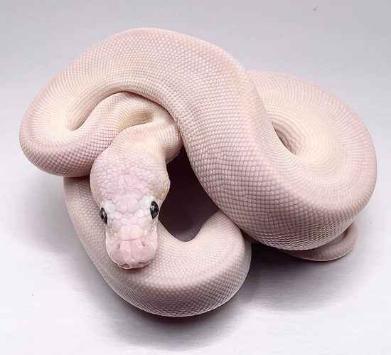 Super Lesser ( Cinnamon Or Ench) 100% Het Hypo Ball Python by ...