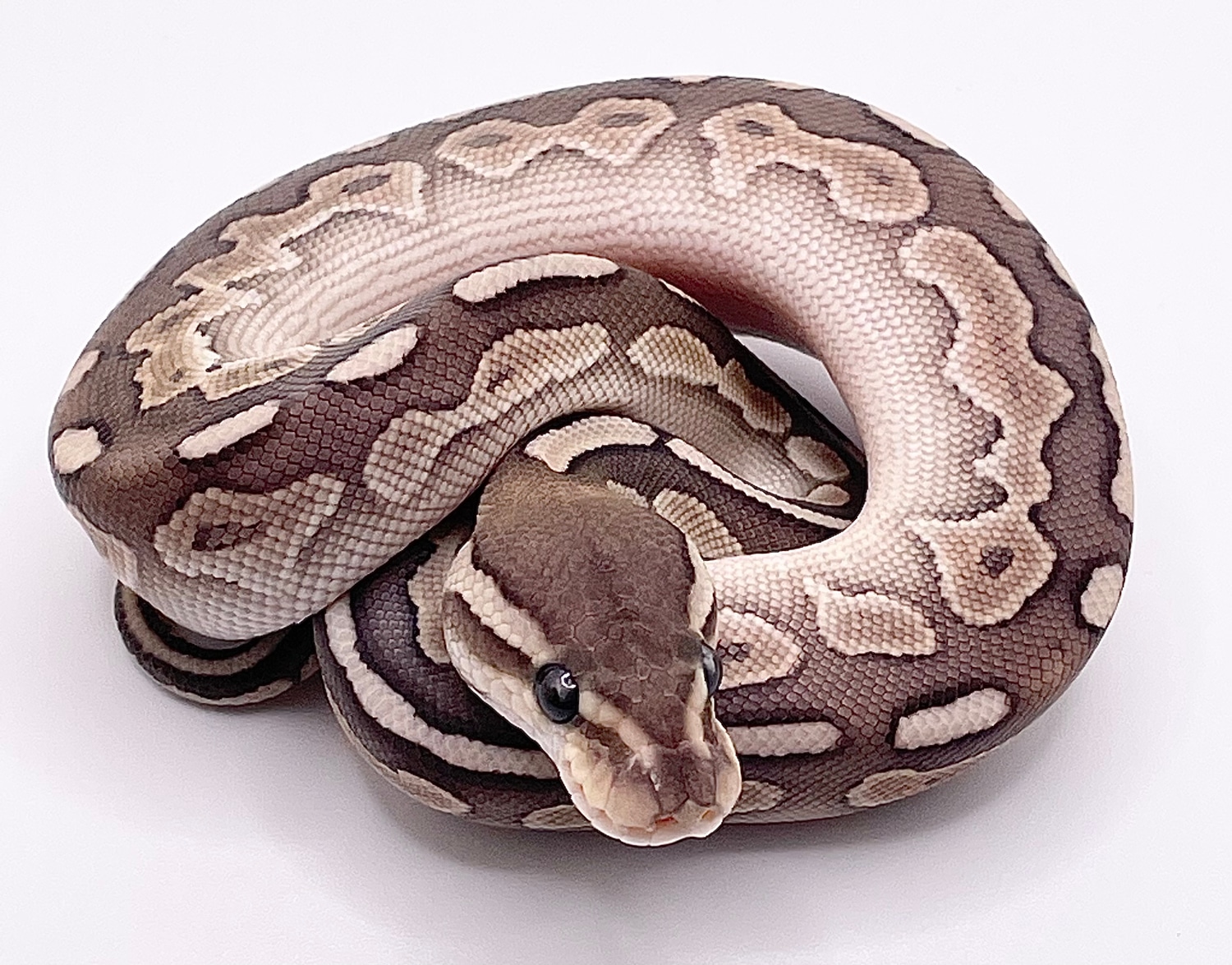 Cinnamon Lesser 100% Het Hypo Ball Python by Permission Pythons ...
