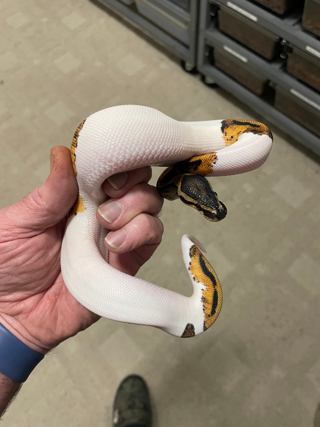 Pied Ball Python by Permission Pythons - MorphMarket