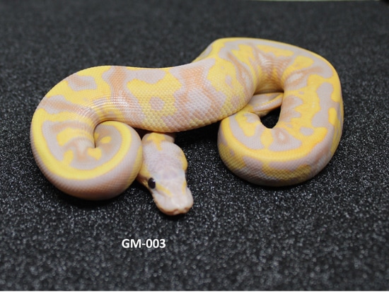Banana Nyala Leopard Yellowbelly Het Clown Ball Python by Genesis Mutations