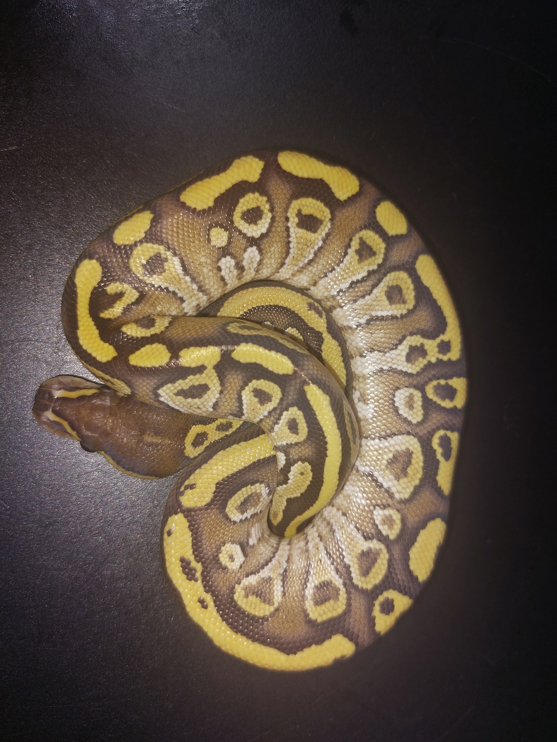 Fire Mojave Ball Python by Pet Den/Red Stripe Mafia - MorphMarket