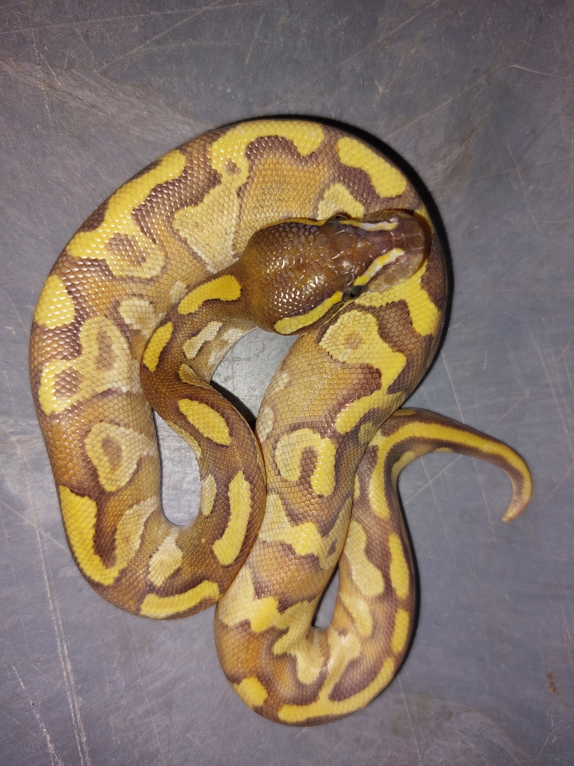 Enchi Fire Mojave Ball Python by Pet Den/Red Stripe Mafia - MorphMarket