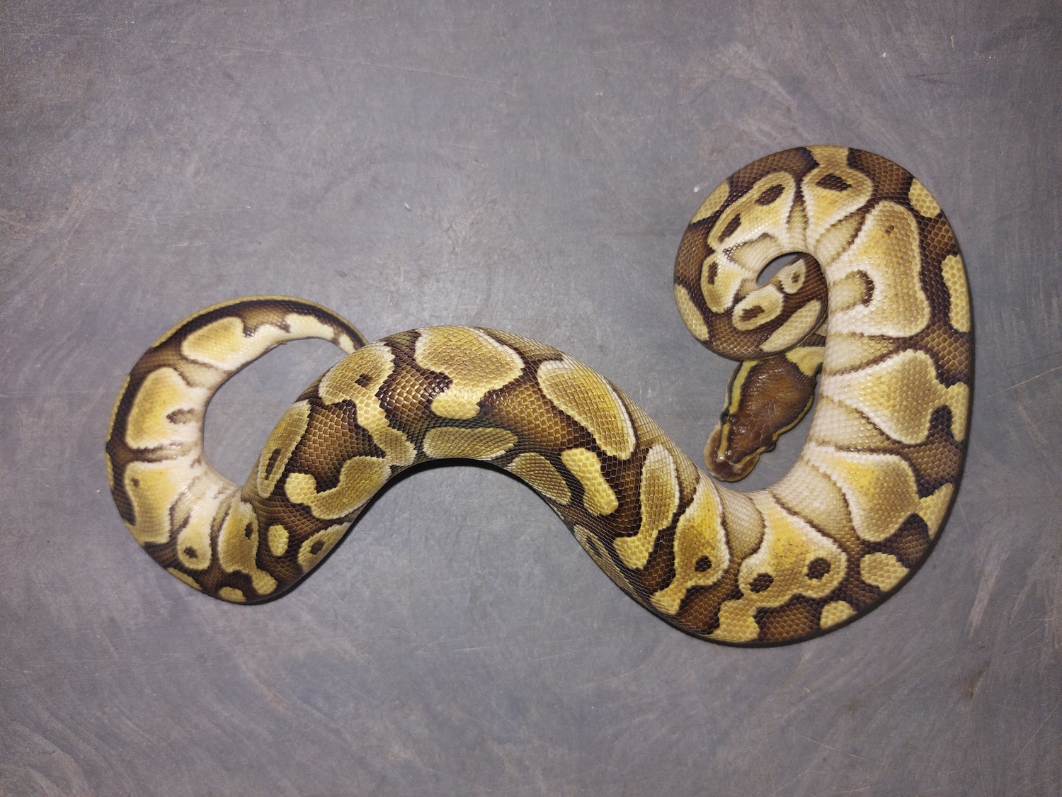 Lesser Mirage Ball Python by Pet Den/Red Stripe Mafia - MorphMarket
