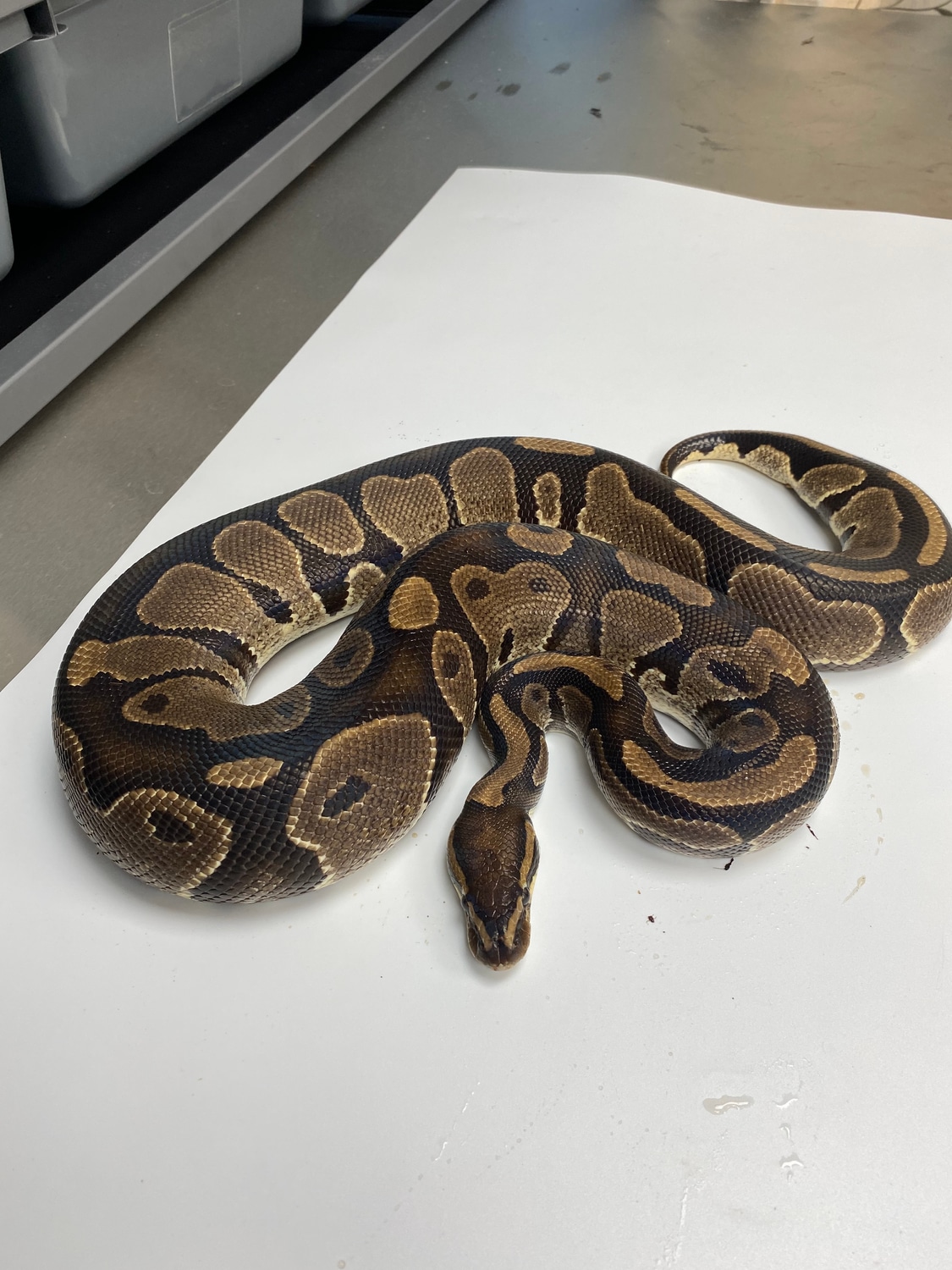 DH Toffee Pied Ball Python by Puddy Lane Pythons - MorphMarket