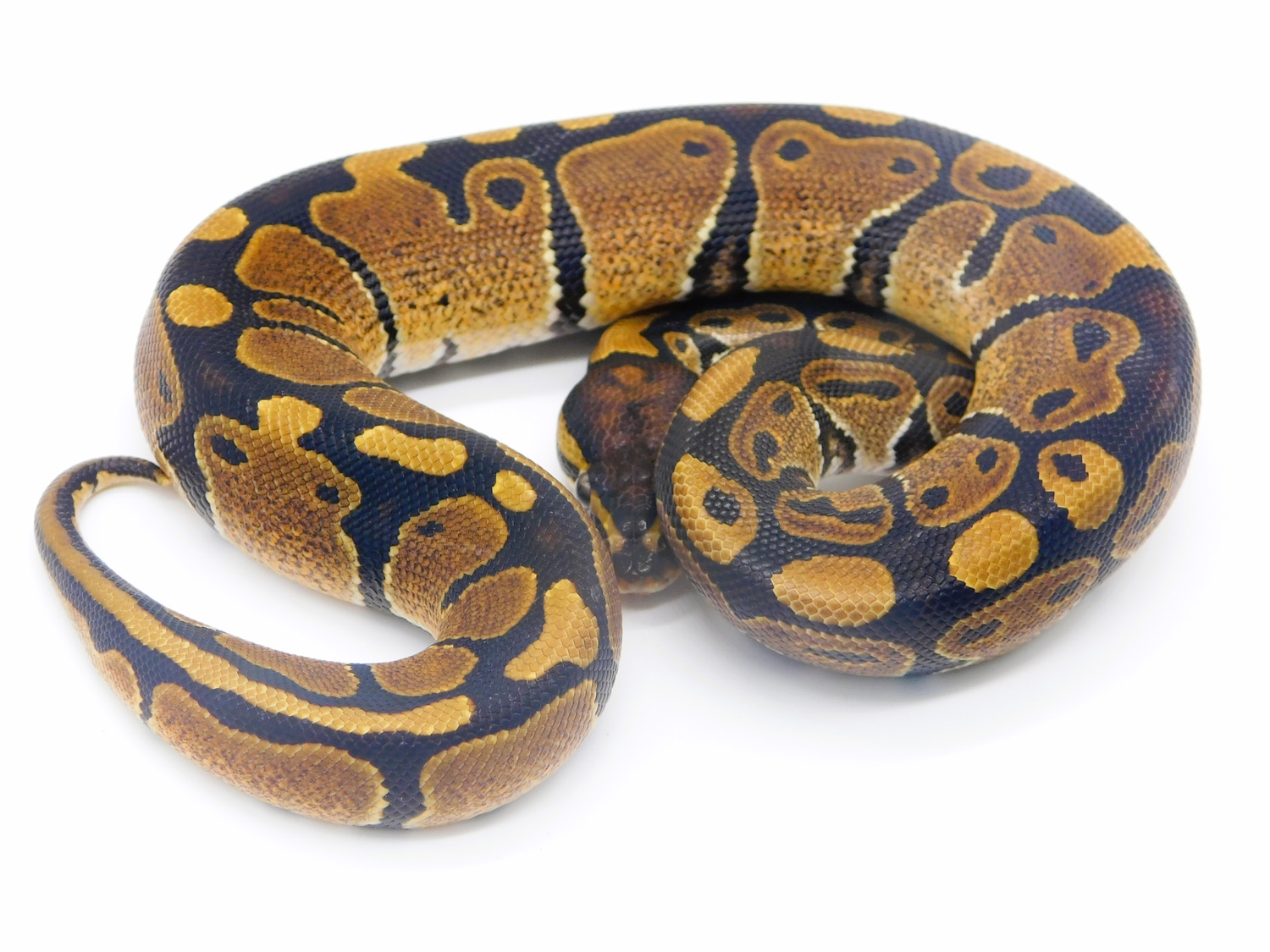 Normal DH Albino Pied Ball Python by Puddy Lane Pythons - MorphMarket