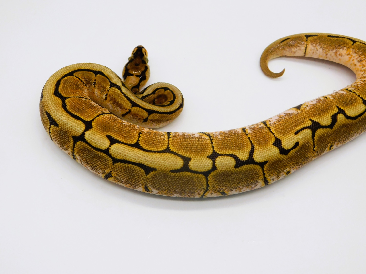 Spider DH Albino Pied Ball Python by Puddy Lane Pythons - MorphMarket