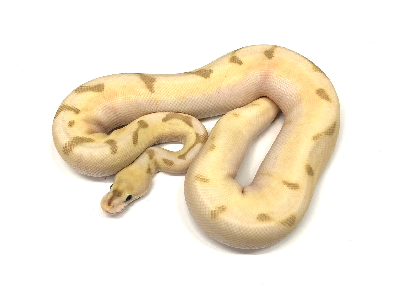 Lesser Enchi OD Fire Spider Het Woods Line Banded Ball Python by Peter ...