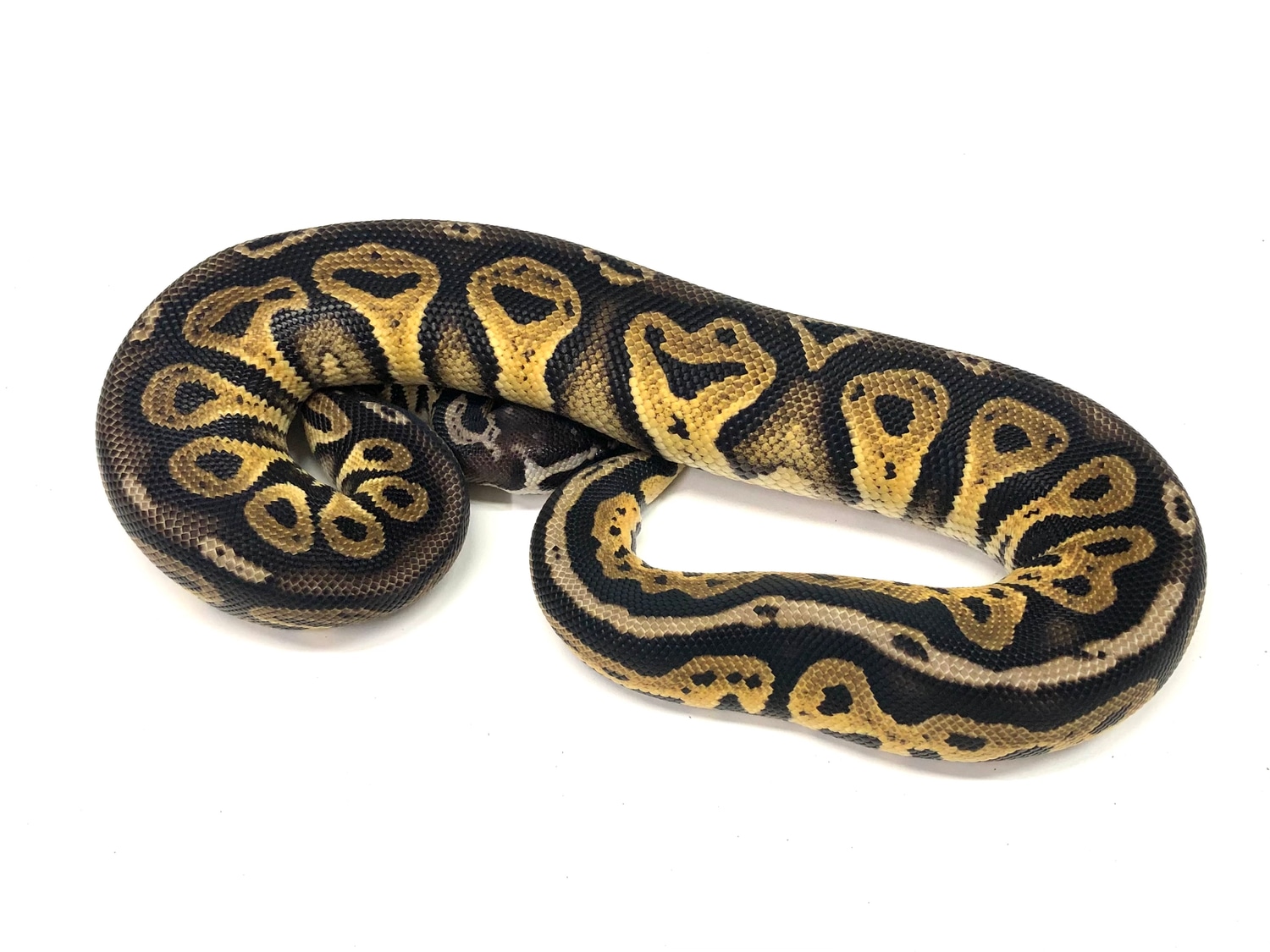 Pastel Blackhead HRA Ball Python by Peter Williams Reptiles MorphMarket