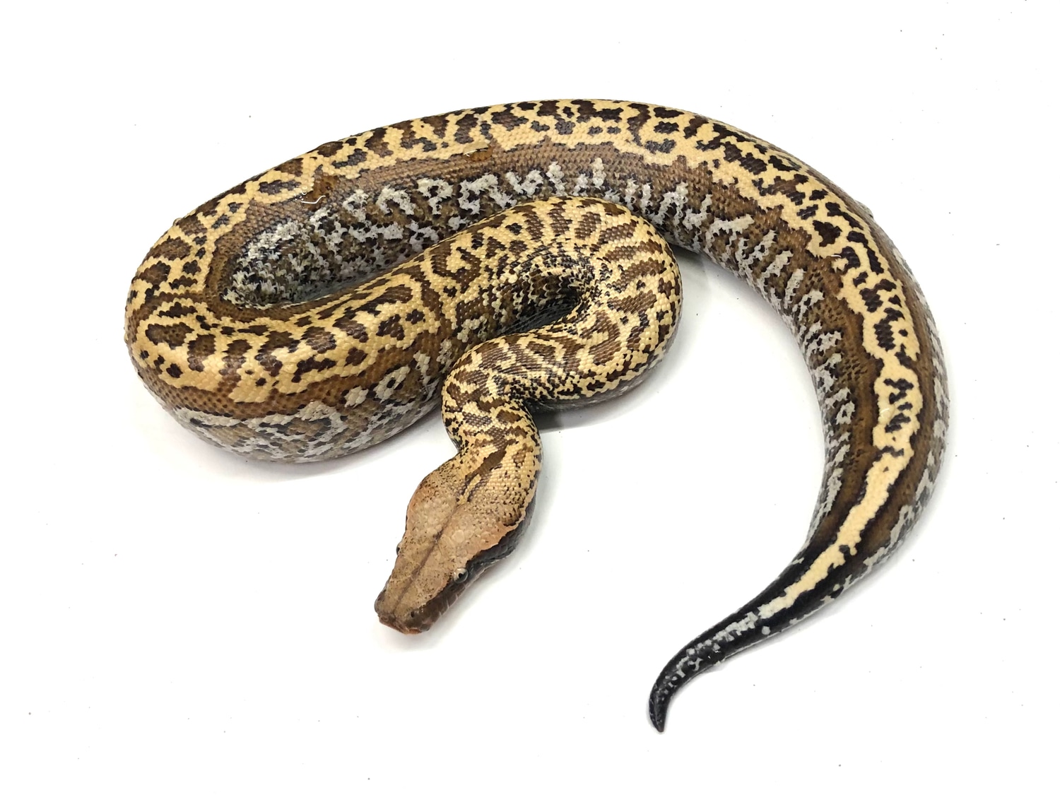 Batrix Het T+ Blood Python by Peter Williams Reptiles - MorphMarket
