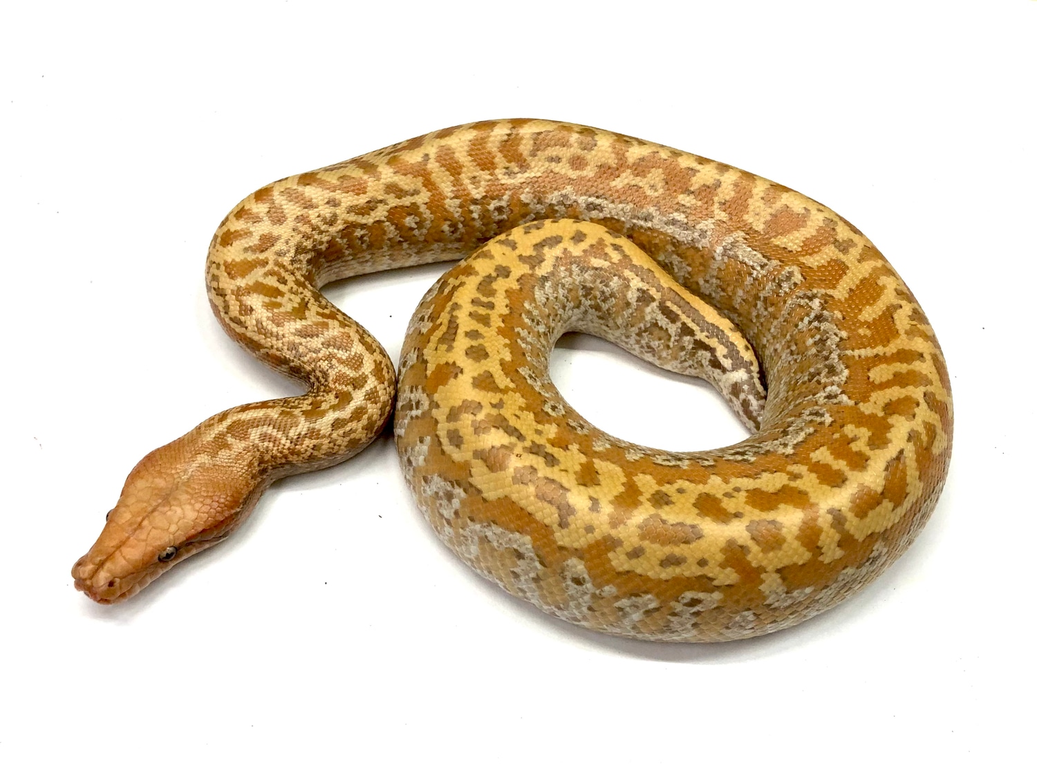 T+ Batrix Blood Python by Peter Williams Reptiles - MorphMarket