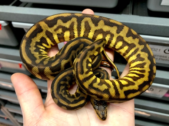 Cinnamon WALL Python HYBRID Ball Python by Peter Williams Reptiles