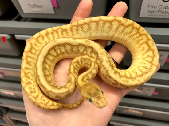 Cinnamon Kingspin WALL Python HYBRID Ball Python by Peter Williams Reptiles