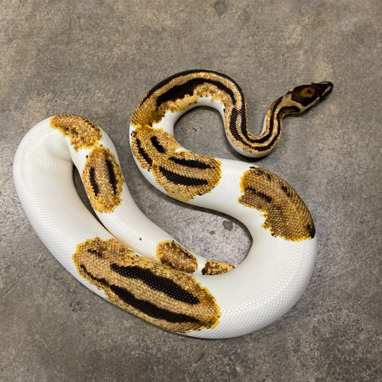 Orange Dream Yellow Belly Pied Het Albino Ball Python by Pet Kingdom