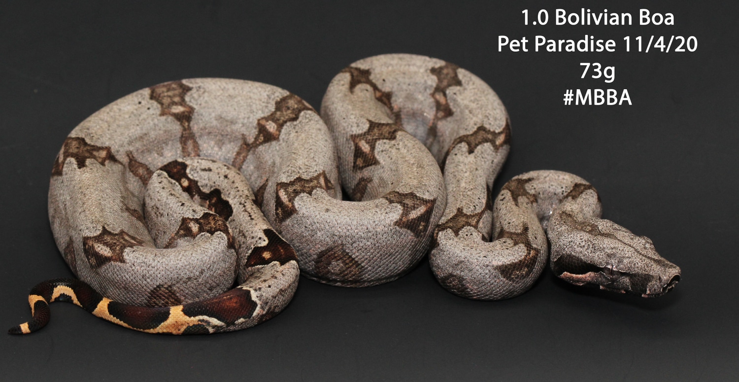 View of Bolivian Boa Short-tailed Boa Constrictor by Pet Paradise - MorphMarket