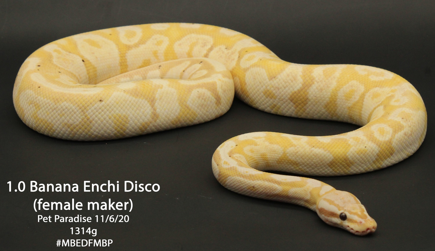 Banana Enchi Disco Ball Python by Pet Paradise MorphMarket