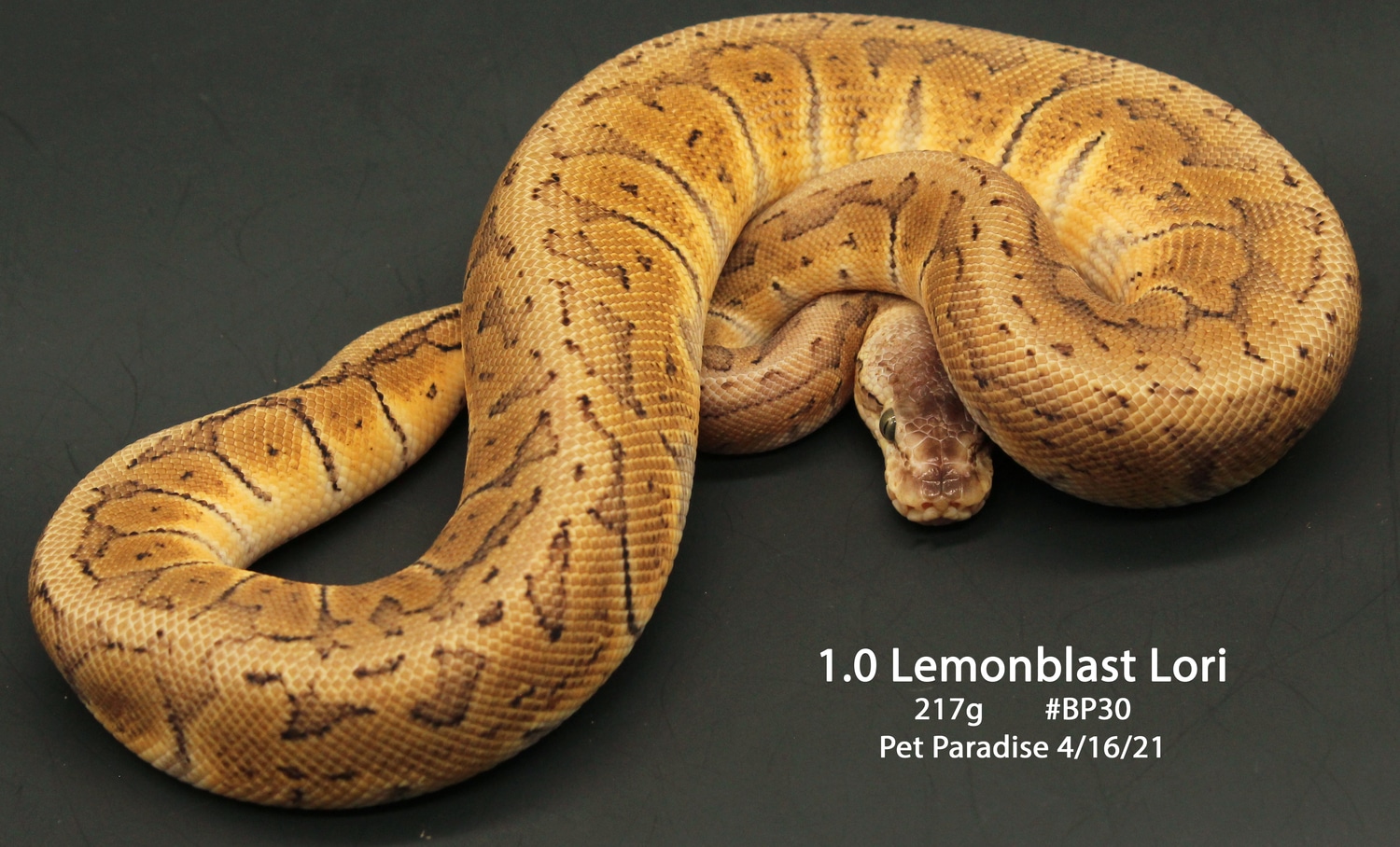 Lemonblast Lori Ball Python by Pet Paradise MorphMarket