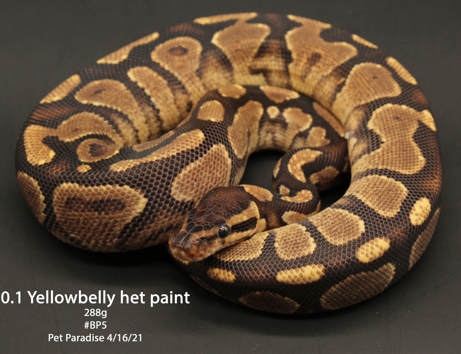 Yellowbelly Het Paint Ball Python by Pet Paradise MorphMarket