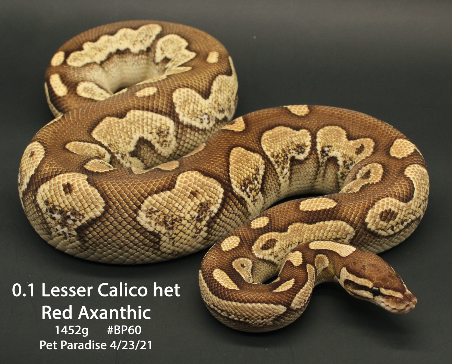 Lesser Calico Red Axanthic Ball Python by Pet Paradise - MorphMarket