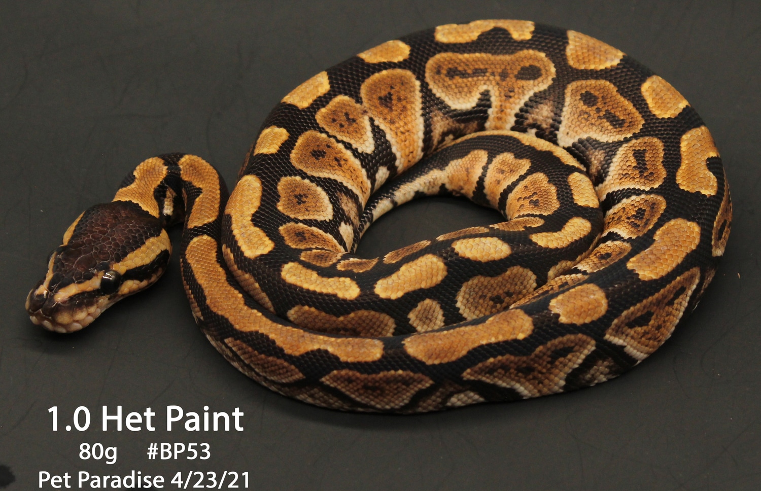 Het Paint Ball Python by Pet Paradise MorphMarket