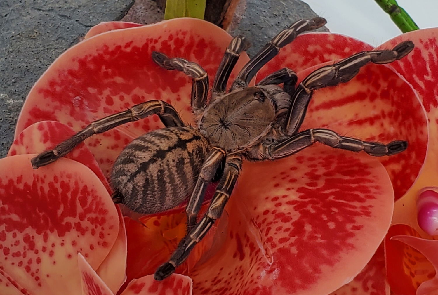 Thailand Zebra Leg (Cyriopagopus Albostriatus) Tarantula by Pet