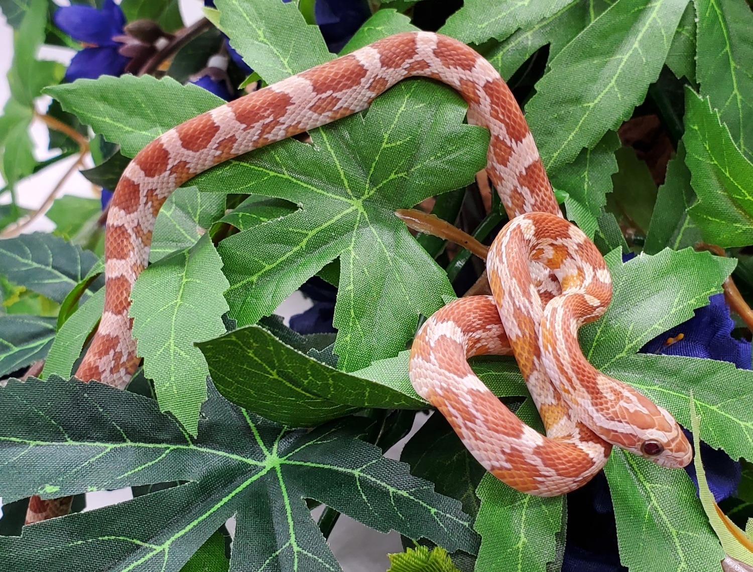 Hypo Caramel Corn Snake by Pet Paradise MorphMarket