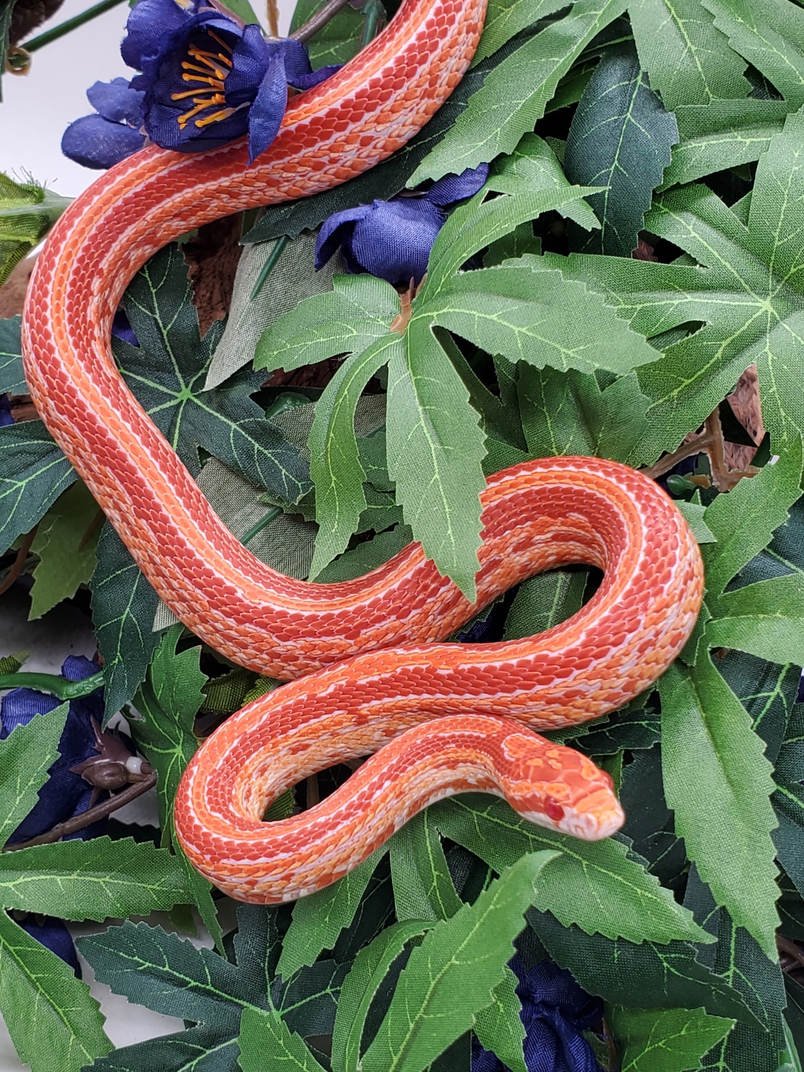 Albino Tessera Corn Snake by Pet Paradise MorphMarket