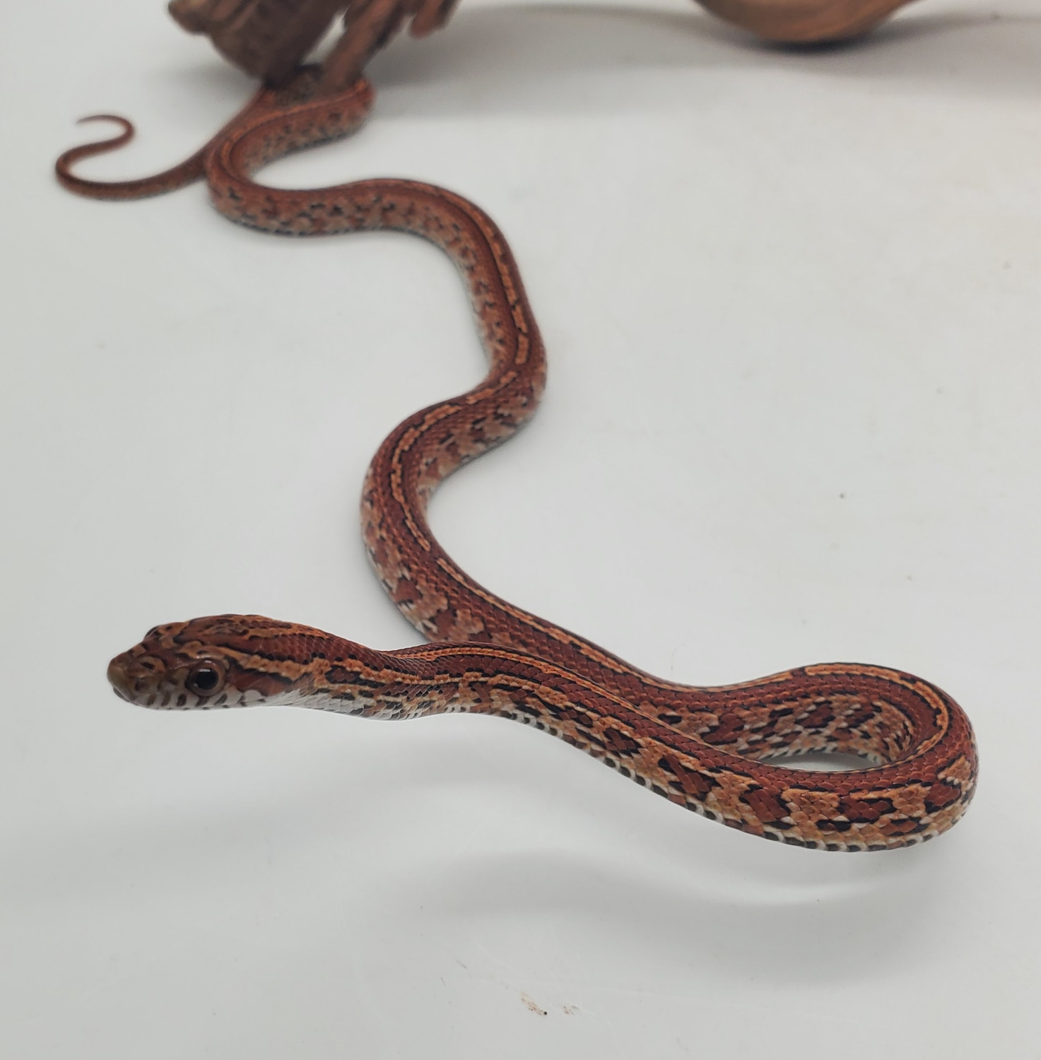 Tessera Het Scaleless Corn Snake by Pet Paradise - MorphMarket