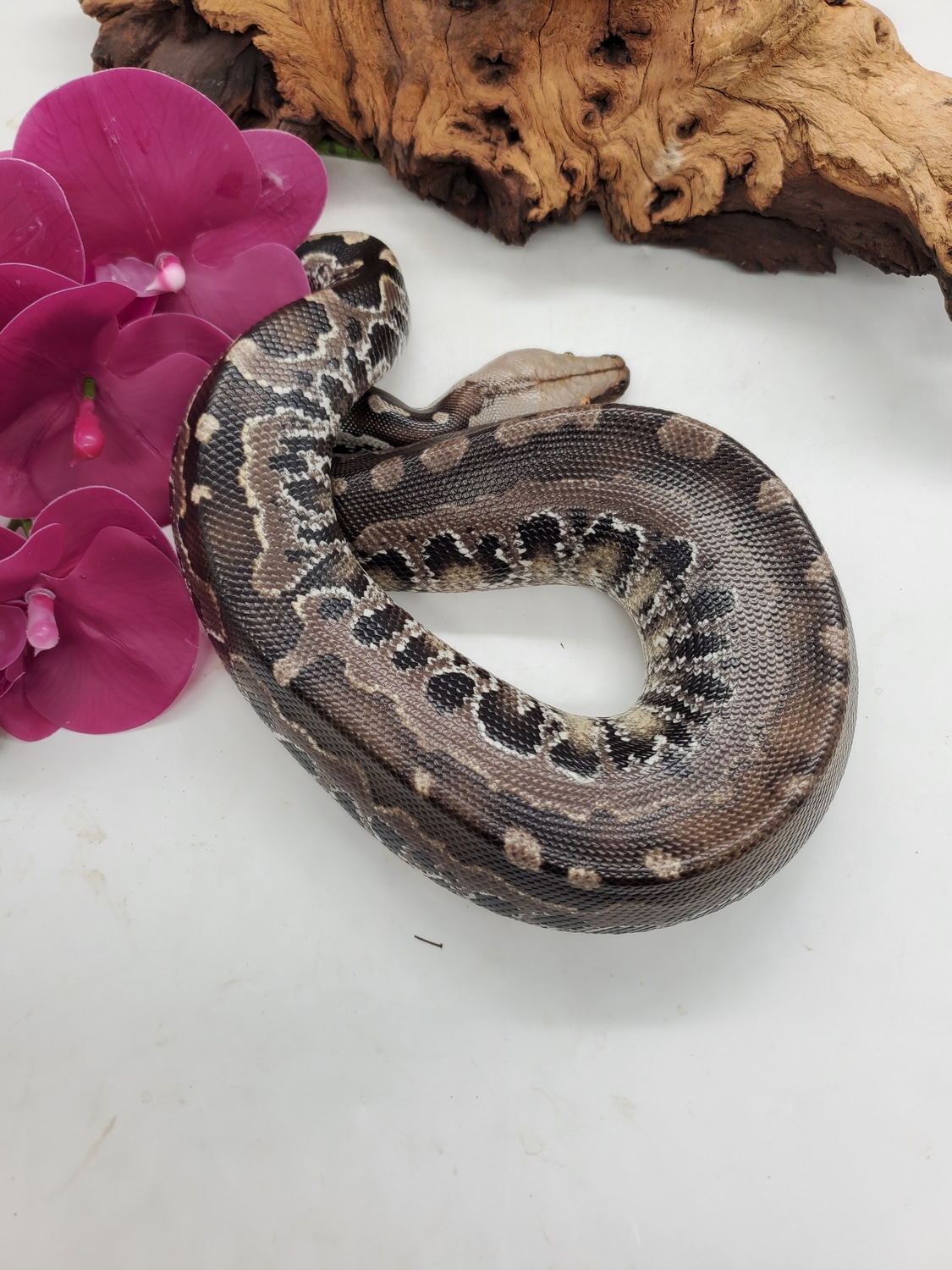 Chrome Head Sumatran Short-Tailed Python by Pet Paradise - MorphMarket