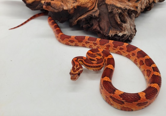 Het Scaleless Corn Snake by Pet Paradise