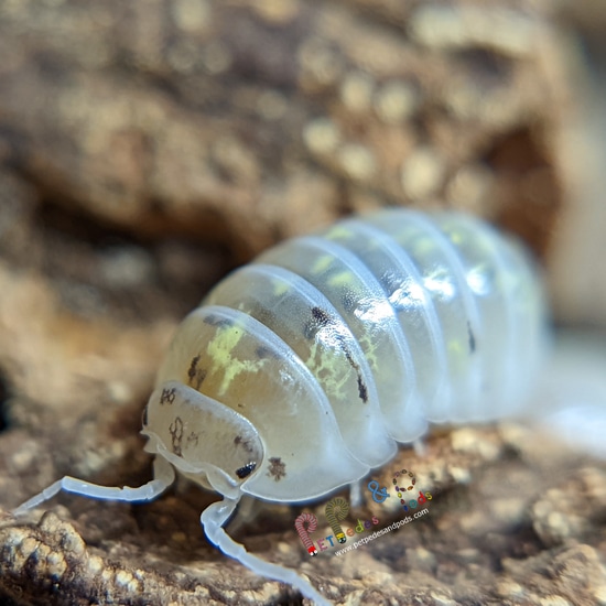 10 Count Magic Potion Isopod Captive Bred by Pet Pedes and Pods LLC