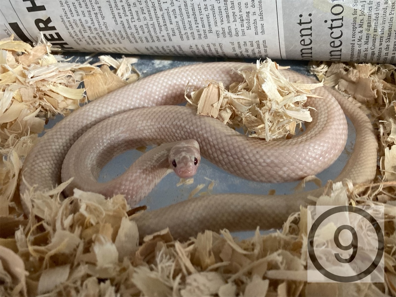 Pearl California Rocker Pink Pearl California Kingsnake by Circle 9 Colubrids - MorphMarket