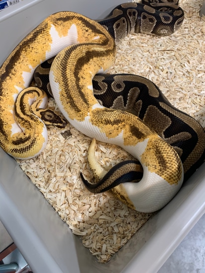 Genex Ball Python Proven YellowBelly Enchi Pastel Genex Pied Ball Python by PetroGenetics