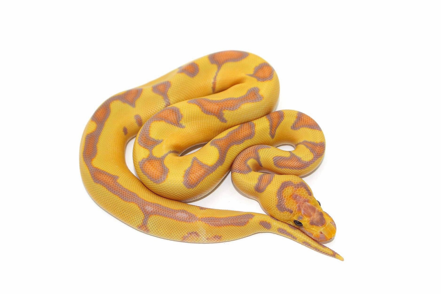 Banana Enchi Clown Ball Python by MorphMarket