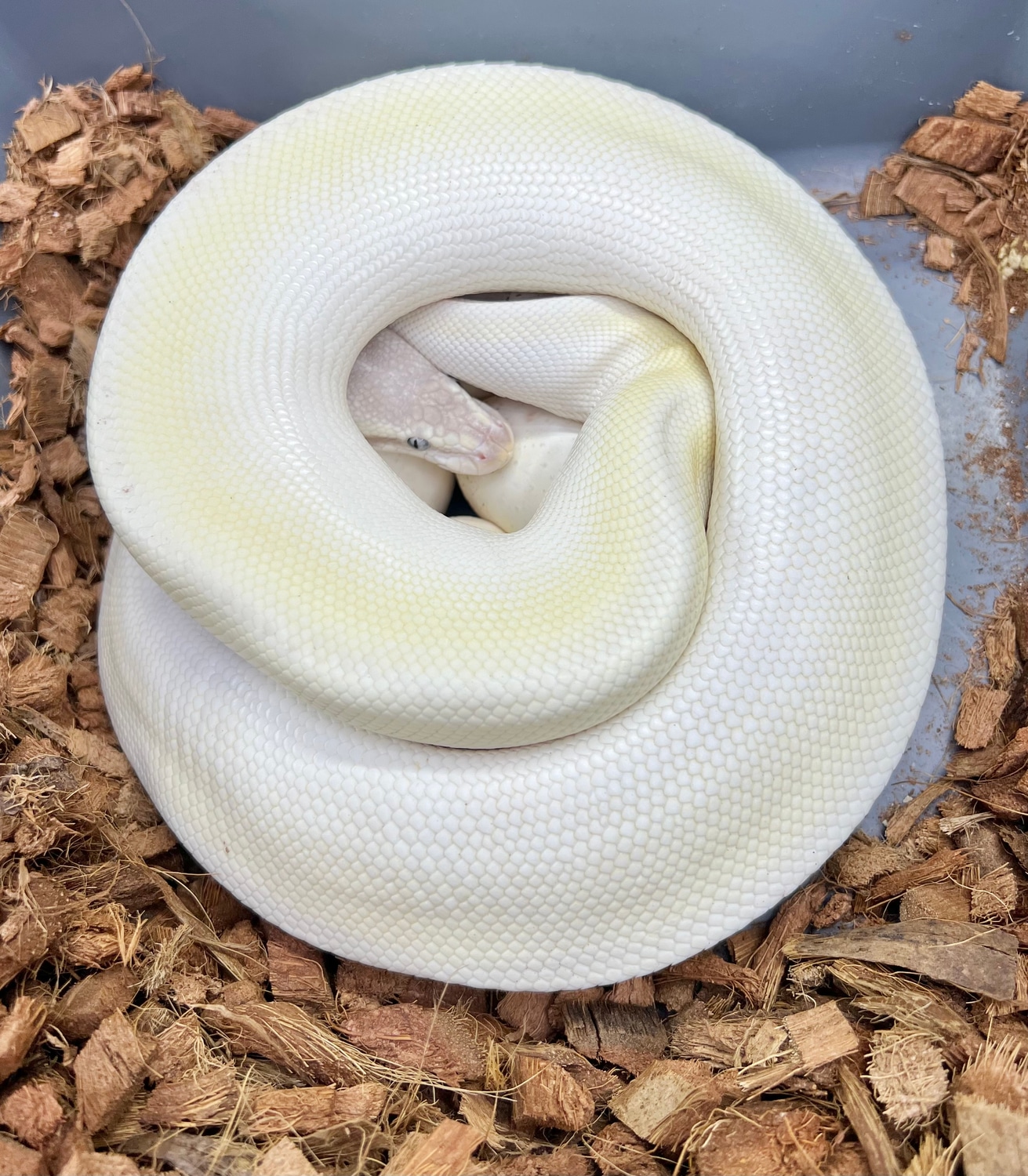 Super Mojave Ball Python by PetroGenetics - MorphMarket