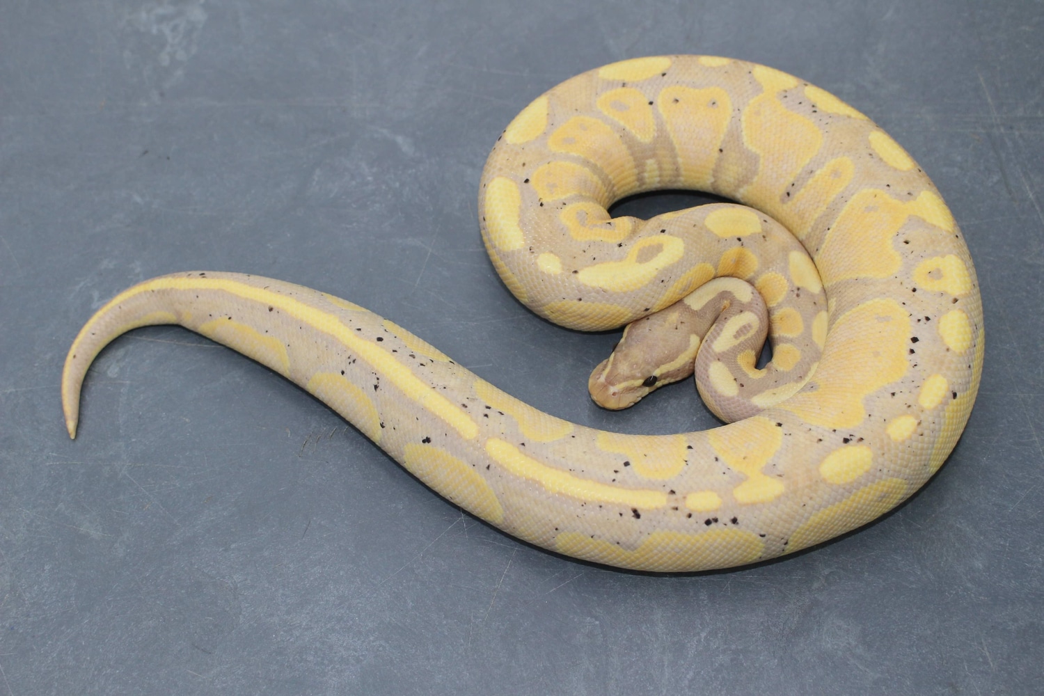 Banana Het Sunset Ball Python by PetroGenetics - MorphMarket