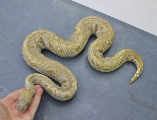 (Adult) GHI Mojave Clown Ball Python by PetroGenetics