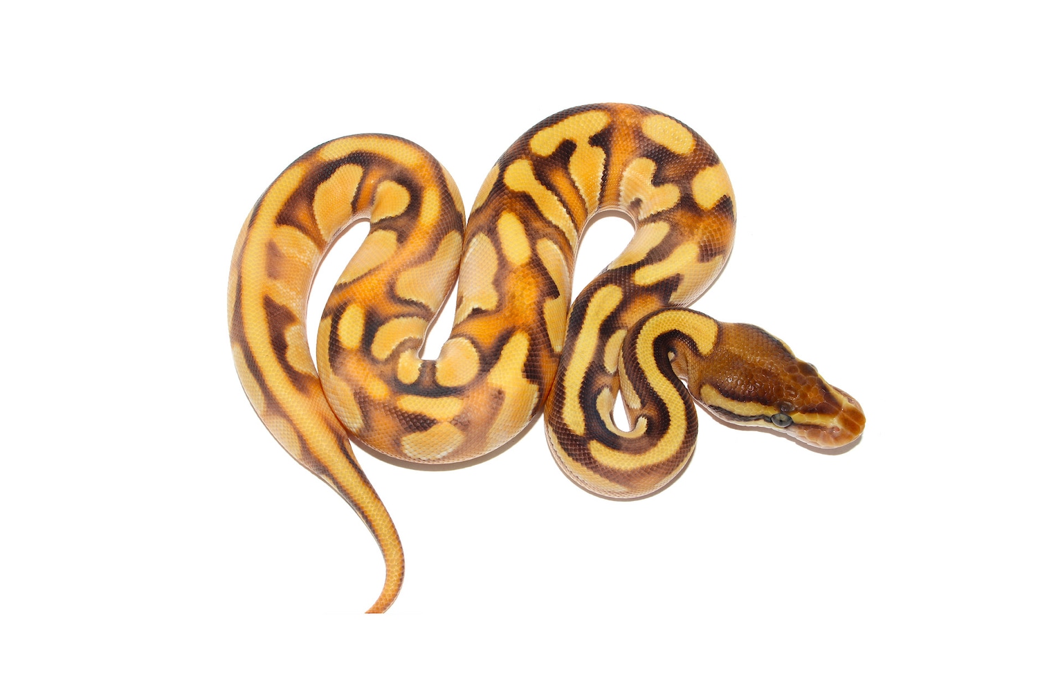 OD Enchi Calico Mojave Ball Python by PetroGenetics - MorphMarket