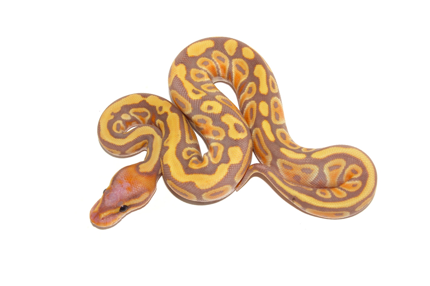 Banana Cypress Het Clown Ball Python by MorphMarket