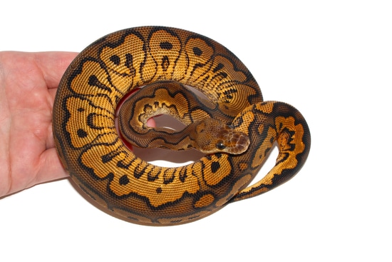 Black Pastel Redstripe Gravel/YB Clown Ball Python by PetroGenetics