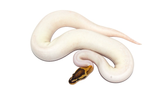 Yellowbelly Fire Pied Ball Python by PetroGenetics