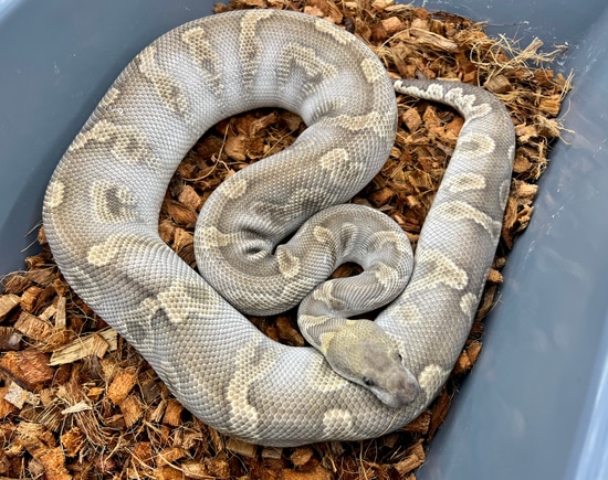 (Adult) GHI Mojave Clown Ball Python by PetroGenetics