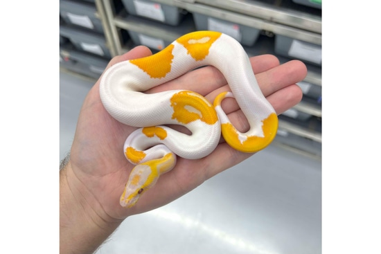 (ADULT) ODYB Dreamsicle Ball Python by PetroGenetics