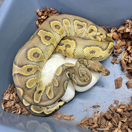 (Proven) GHI YB (RS) Clown Het Hypo Ball Python