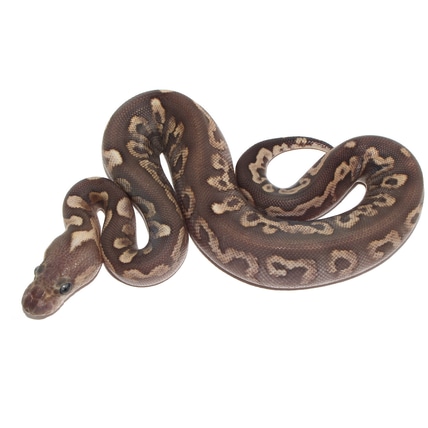 Black Pastel Spotnose GHI Mojave Clown Ball Python