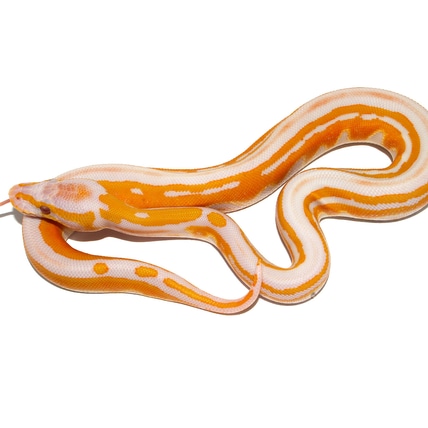 Lavender Tri-Stripe Ball Python