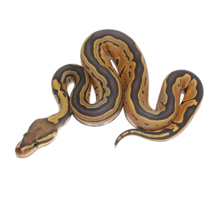 Hypo Tri-Stripe Ball Python