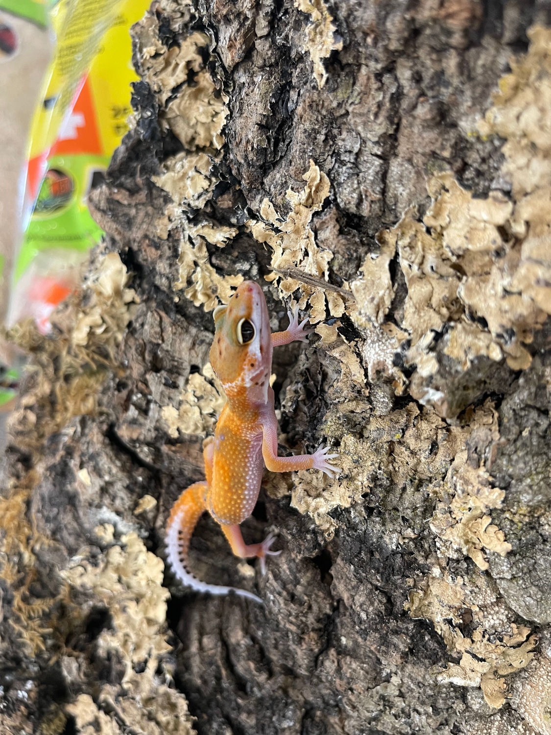 G63xClown Leopard Gecko by Pets and Things Reptile Emporium MorphMarket