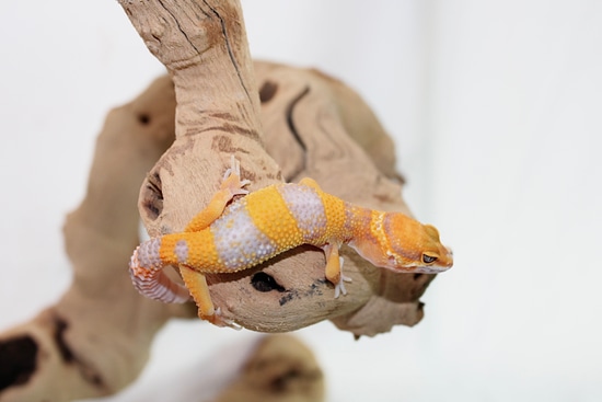 Sunglow Tremper Het Eclipse Leopard Gecko by Pet Supply United
