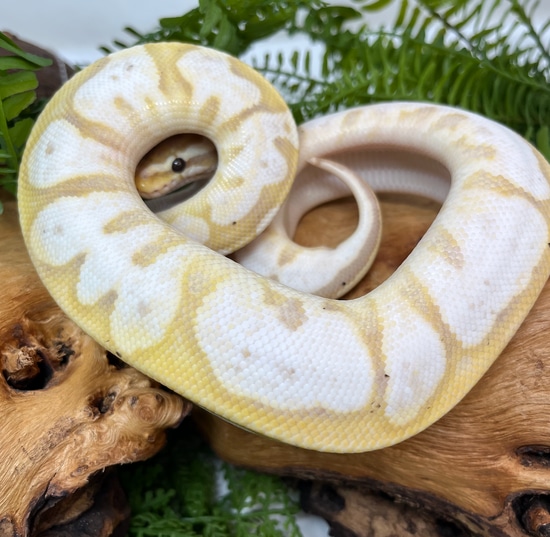 Super Banana Calico Ball Python by Pet Supply United