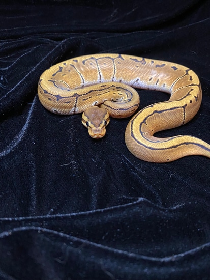 Orange Dream Pinstripe Poss Het Pied Ball Python by Dream Pythons